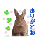 うさ6（個別スタンプ：19）