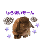 うさ6（個別スタンプ：25）