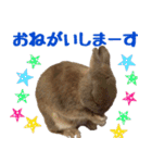 うさ6（個別スタンプ：28）