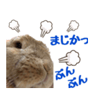 うさ6（個別スタンプ：31）