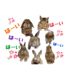 うさ6（個別スタンプ：32）