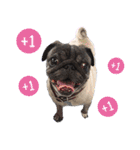 Lovely dog-PUG（個別スタンプ：1）