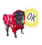 Lovely dog-PUG（個別スタンプ：2）
