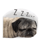 Lovely dog-PUG（個別スタンプ：3）