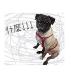 Lovely dog-PUG（個別スタンプ：5）