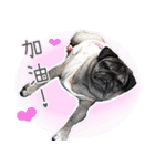 Lovely dog-PUG（個別スタンプ：6）