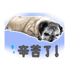 Lovely dog-PUG（個別スタンプ：7）