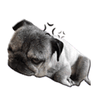 Lovely dog-PUG（個別スタンプ：9）
