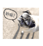 Lovely dog-PUG（個別スタンプ：10）
