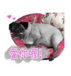 Lovely dog-PUG（個別スタンプ：11）