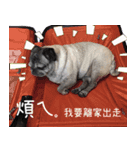 Lovely dog-PUG（個別スタンプ：12）