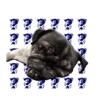 Lovely dog-PUG（個別スタンプ：13）