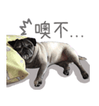 Lovely dog-PUG（個別スタンプ：14）