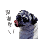 Lovely dog-PUG（個別スタンプ：15）