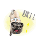 Lovely dog-PUG（個別スタンプ：16）