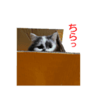 ウチのネコ にゃ〜（個別スタンプ：1）