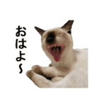 ウチのネコ にゃ〜（個別スタンプ：2）