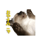 ウチのネコ にゃ〜（個別スタンプ：3）