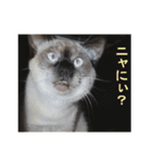 ウチのネコ にゃ〜（個別スタンプ：5）