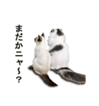 ウチのネコ にゃ〜（個別スタンプ：6）