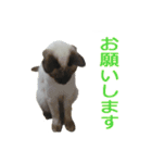 ウチのネコ にゃ〜（個別スタンプ：7）