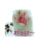 ウチのネコ にゃ〜（個別スタンプ：8）