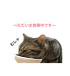 我が家の えだまめ先生 スタンプ（個別スタンプ：16）