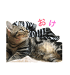 我が家の えだまめ先生 スタンプ（個別スタンプ：33）