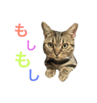 我が家の えだまめ先生 スタンプ（個別スタンプ：35）