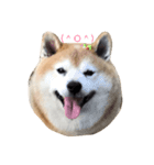 Super Star Fat Baby（個別スタンプ：1）