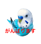 インコのかいちゃん（個別スタンプ：1）