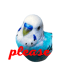 インコのかいちゃん（個別スタンプ：2）