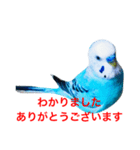 インコのかいちゃん（個別スタンプ：5）