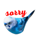 インコのかいちゃん（個別スタンプ：6）