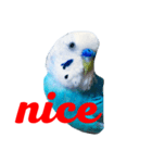 インコのかいちゃん（個別スタンプ：8）