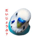 インコのかいちゃん（個別スタンプ：9）