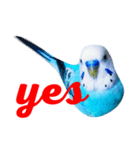 インコのかいちゃん（個別スタンプ：10）