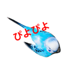 インコのかいちゃん（個別スタンプ：11）