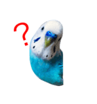 インコのかいちゃん（個別スタンプ：12）
