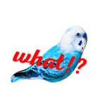 インコのかいちゃん（個別スタンプ：14）