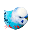インコのかいちゃん（個別スタンプ：15）
