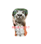 フィーと一緒に（個別スタンプ：4）