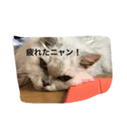 フィーと一緒に（個別スタンプ：5）