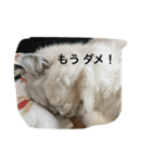 フィーと一緒に（個別スタンプ：6）