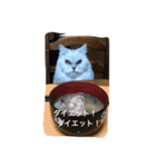 フィーと一緒に（個別スタンプ：7）