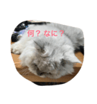 フィーと一緒に（個別スタンプ：8）