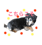 ダグたち4（個別スタンプ：1）