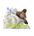 ダグたち4（個別スタンプ：3）