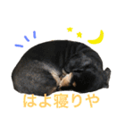 ダグたち4（個別スタンプ：4）