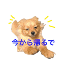 ダグたち4（個別スタンプ：10）
